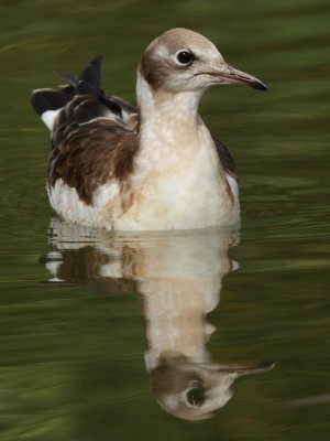 Black-headed gull, juvenile
