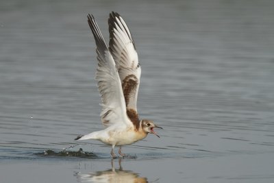 Black-headed gull, juvenile