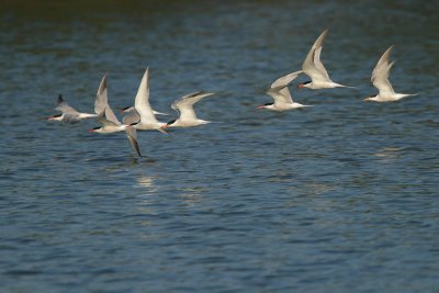 Common Tern