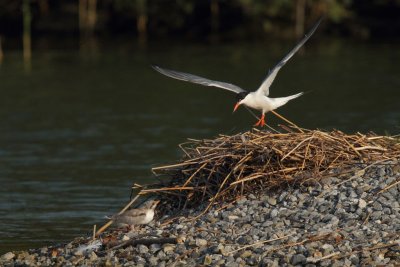 Common Tern