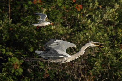 Common tern attacking a grey heron