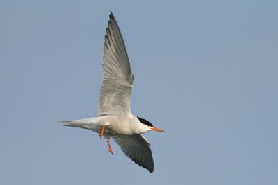 Common Tern