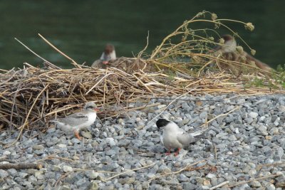 Common Tern