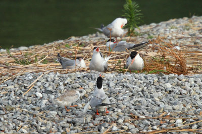 Common Tern