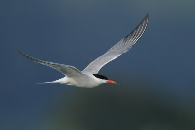 Common Tern