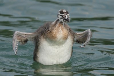 Great Crested Grebe: If you wonder where all those fishes disappear ...