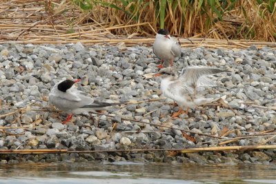 Common Tern