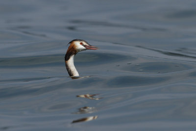 Great Crested Grebe