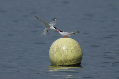 Common Tern