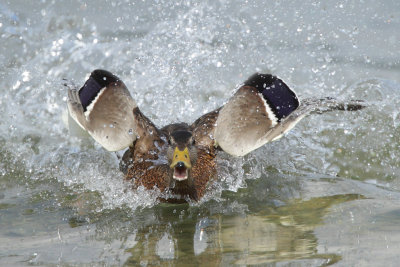 Mallard, male (eclipse plumage)