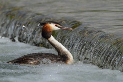 Great Crested Grebe