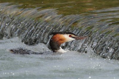 Great Crested Grebe