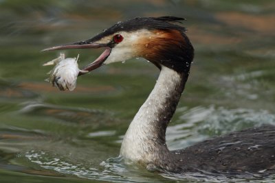 Great crested grebe, with fish