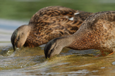 Mallard, male (eclipse plumage) and female