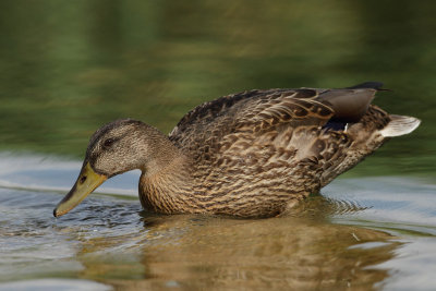 Mallard, male (eclipse plumage)