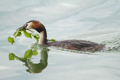 Great Crested Grebe