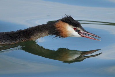 Great Crested Grebe