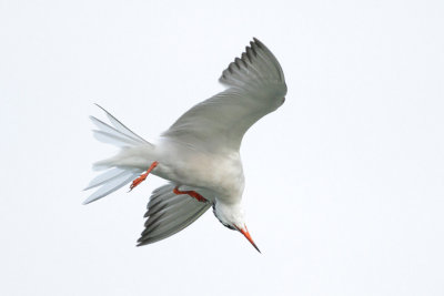 Common Tern