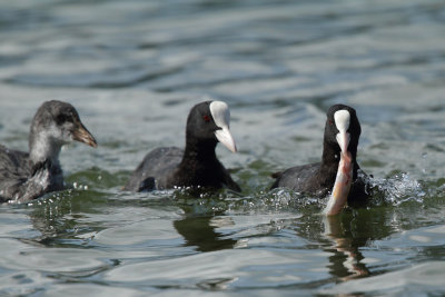 Coot, with dead fish