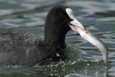 Coot - Feeding