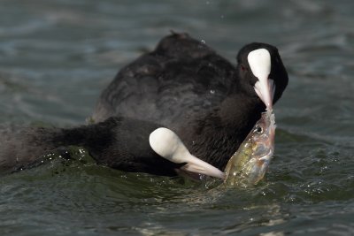 Coot, with dead fish