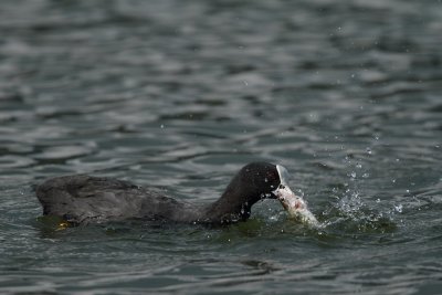 Coot, with dead fish