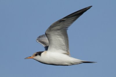 Common Tern, juvenile