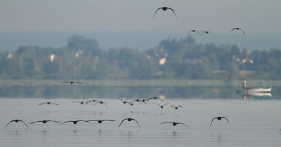 Cormorant