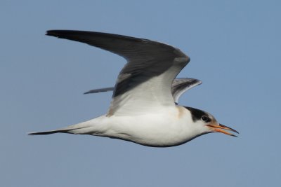 Common Tern, juvenile