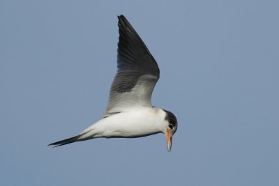 Common Tern, juvenile