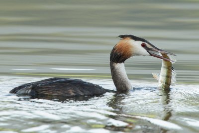 Great crested grebe, with fish