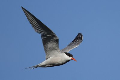Common Tern