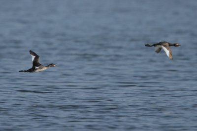 Black-necked Grebe,adult and juvenile