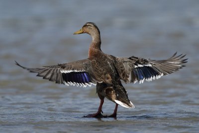 Mallard, male (eclipse plumage)