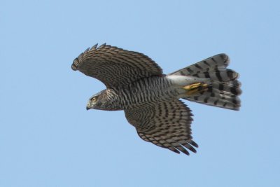 Eurasian Sparrowhawk