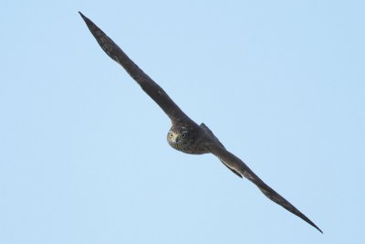 Eurasian Sparrowhawk