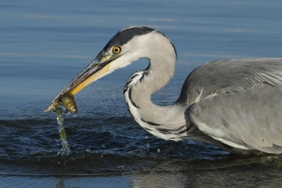 Grey Heron - Feeding