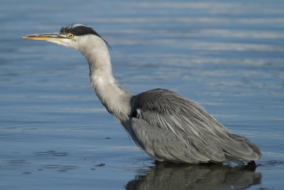 Grey heron, immature