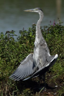 Grey Heron, grooming