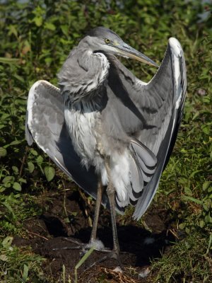 Grey Heron, grooming