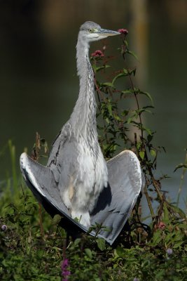 Grey Heron, grooming