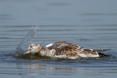 Black-headed gull