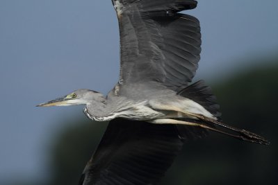 Grey heron, juvenile