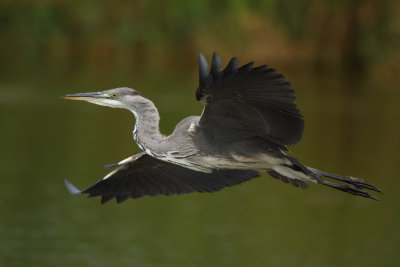 Grey heron, juvenile