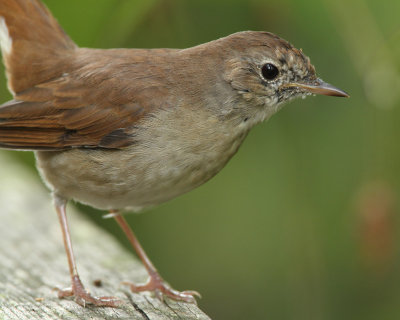 Common Nightingale, 1Y