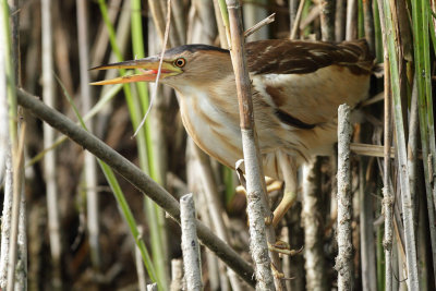 Little Bittern, female