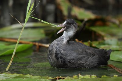 Coot, feeding on reed