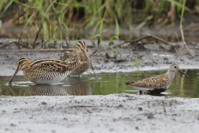 Dunlin, in nuptial plumage