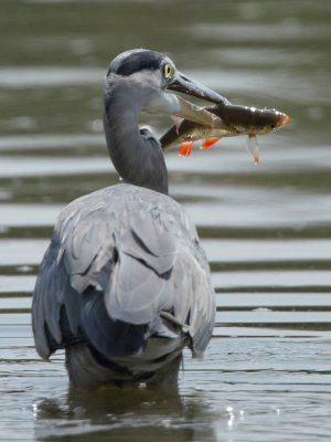 Grey heron, immature