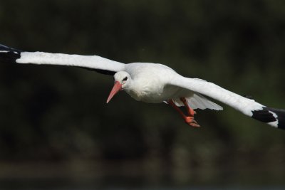 White Stork